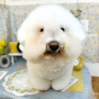 【池下店】2024年3月17日のワンちゃん達♪
