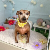 【本店】2024年3月3日のワンちゃん達♪