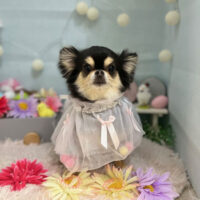 【本店】2024年3月2日のワンちゃん達♪