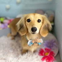 【本店】2024年3月11日のワンちゃん達♪