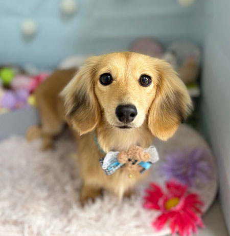 【本店】2024年3月11日のワンちゃん達♪