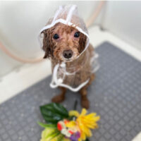 【本店】2024年3月10日のワンちゃん達♪