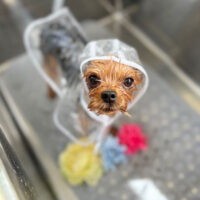 【本店】2024年3月18日のワンちゃん達♪