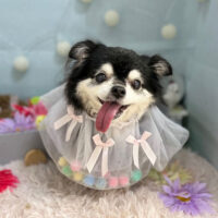 【本店】2024年3月14日のワンちゃん達♪