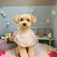 【本店】2024年3月17日のワンちゃん達♪