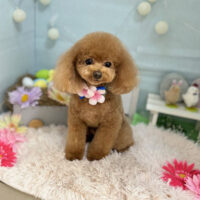 【本店】2024年3月21日のワンちゃん達♪