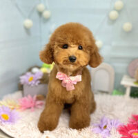 【本店】2024年3月22日のワンちゃん達♪