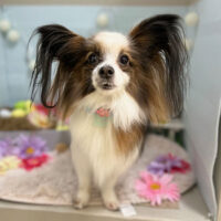 【本店】2024年3月23日のワンちゃん達♪