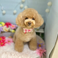 【本店】2024年3月24日のワンちゃん達♪