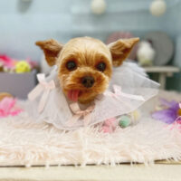 【本店】2024年3月25日のワンちゃん達♪