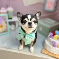 【本店】2024年3月31日のワンちゃん達♪