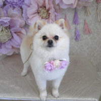 【山手店】2024年3月1日のワンちゃん達♪