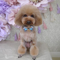 【山手店】2024年3月2日のワンちゃん達♪