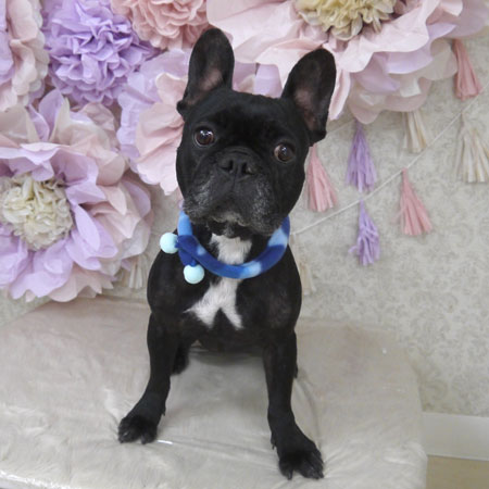 【山手店】2024年3月3日のワンちゃん達♪