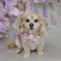 【山手店】2024年3月4日のワンちゃん達♪