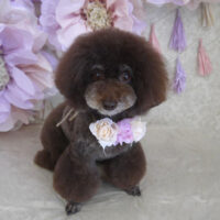 【山手店】2024年3月7日のワンちゃん達♪