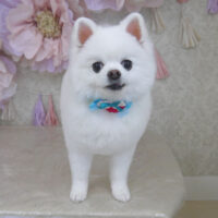 【山手店】2024年3月8日のワンちゃん達♪