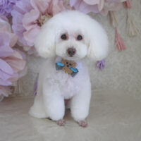 【山手店】2024年3月9日のワンちゃん達♪