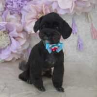 【山手店】2024年3月11日のワンちゃん達♪