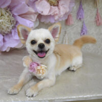 【山手店】2024年3月16日のワンちゃん達♪