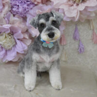 【山手店】2024年3月17日のワンちゃん達♪