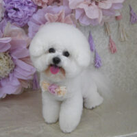 【山手店】2024年3月18日のワンちゃん達♪