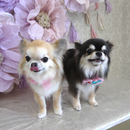 【山手店】2024年3月22日のワンちゃん達♪