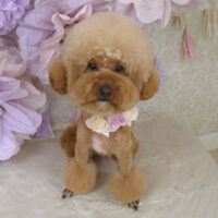 【山手店】2024年3月23日のワンちゃん達♪