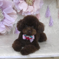 【山手店】2024年3月24日のワンちゃん達♪