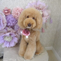 【山手店】2024年3月25日のワンちゃん達♪