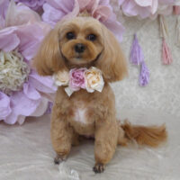 【山手店】2024年3月28日のワンちゃん達♪