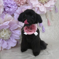 【山手店】2024年3月29日のワンちゃん達♪