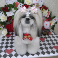 【山手店】2024年3月30日のワンちゃん達♪