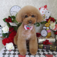 【山手店】2024年3月31日のワンちゃん達♪