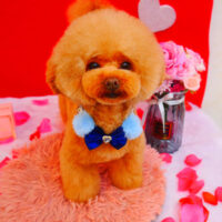 【池下店】2024年2月3日のワンちゃん達♪