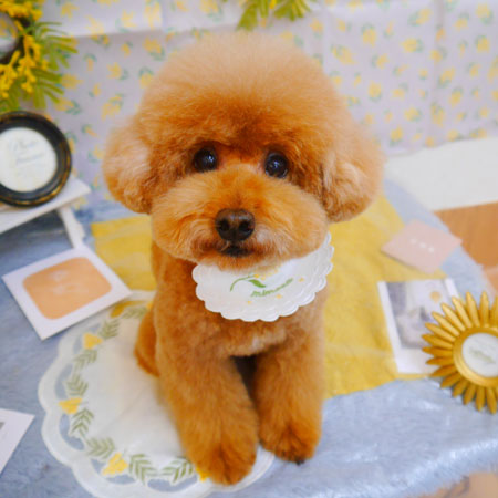 【池下店】2024年3月1日のワンちゃん達♪