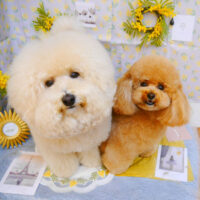 【池下店】2024年3月2日のワンちゃん達♪