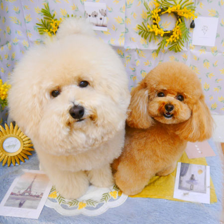 【池下店】2024年3月2日のワンちゃん達♪