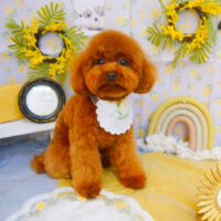 【池下店】2024年3月3日のワンちゃん達♪