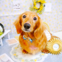 【池下店】2024年3月4日のワンちゃん達♪