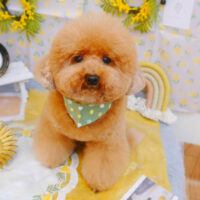 【池下店】2024年3月7日のワンちゃん達♪