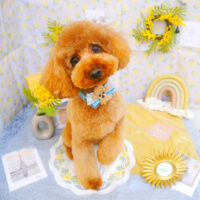 【池下店】2024年3月8日のワンちゃん達♪