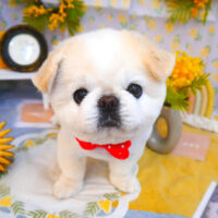 【池下店】2024年3月9日のワンちゃん達♪