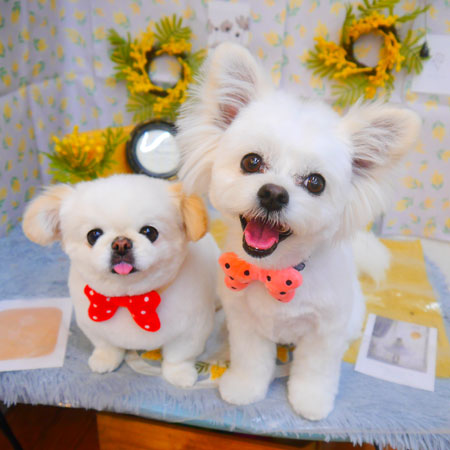 【池下店】2024年3月10日のワンちゃん達♪