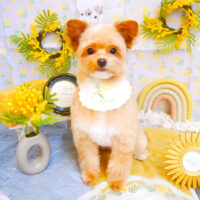 【池下店】2024年3月11日のワンちゃん達♪