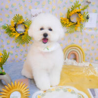 【池下店】2024年3月14日のワンちゃん達♪