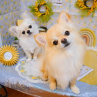 【池下店】2024年3月15日のワンちゃん達♪