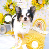 【池下店】2024年3月18日のワンちゃん達♪