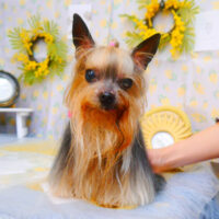 【池下店】2024年3月23日のワンちゃん達♪