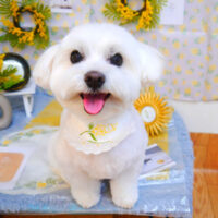 【池下店】2024年3月24日のワンちゃん達♪